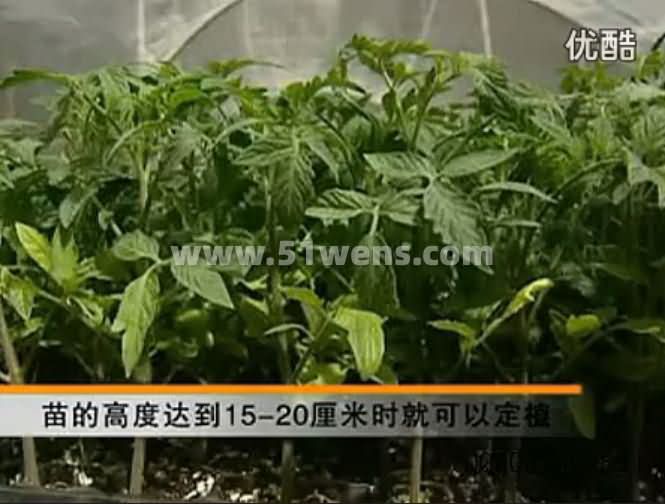 钢结构大棚蔬菜一年三茬高效种植模式